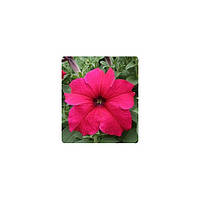 Семена Петуния грандифлора Виртуоз F1 Ярко-розовая Deep Rose 250 драже Kitano Seeds