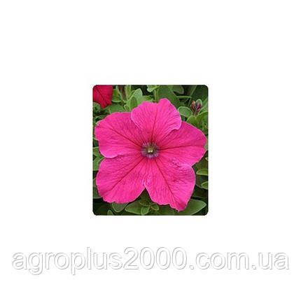 Насіння Петунія F1 Віртуоз Bright Rose 250 драже Kitano Seeds, фото 1