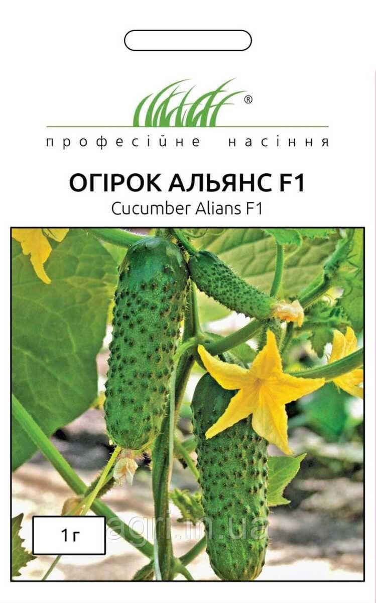 Огірок Альянс F1, Нідерланди