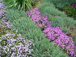 Багаторічні рослини для саду з відкритою кореневою