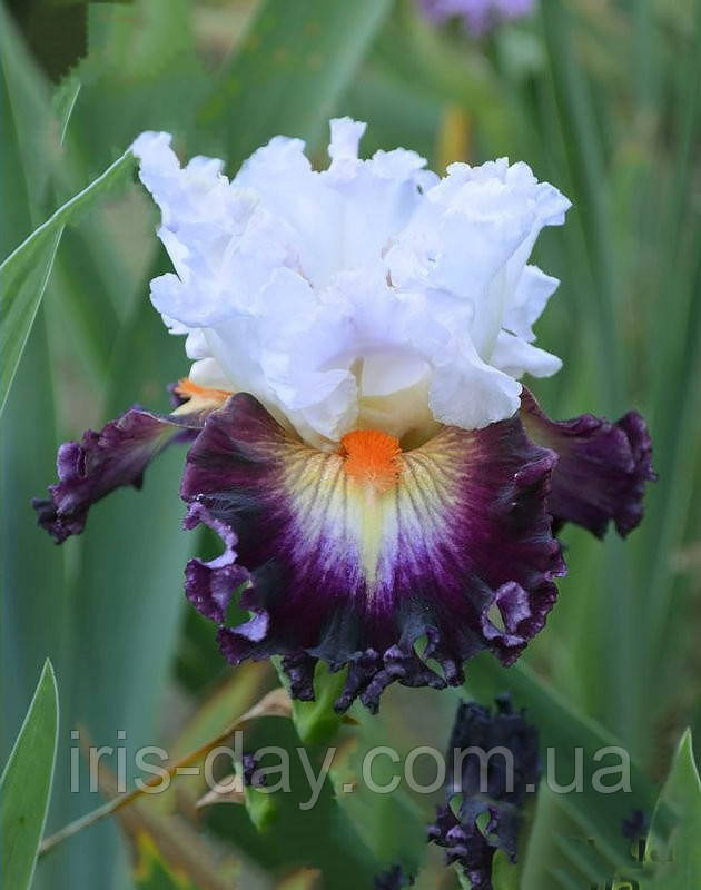 Ірис Morozko Морозко (Troshkin 2016) (сажники), фото 1