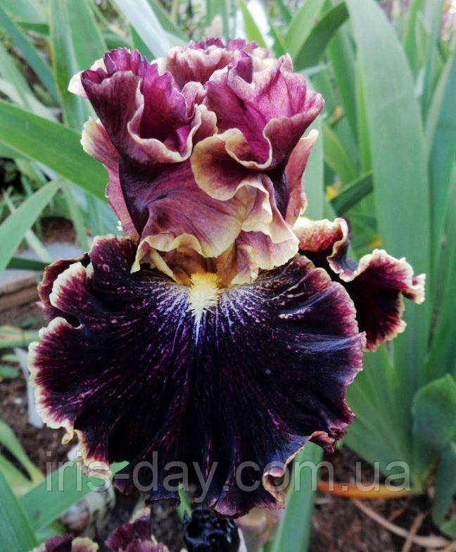 Ірис Exploding Galaxy Експлодин Галаксі (Ghio 2016) (сажі), фото 1