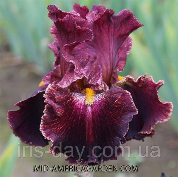 Ірис Front of the line Фронт оф зе Лайн (Ghio 2016) (сажники), фото 1