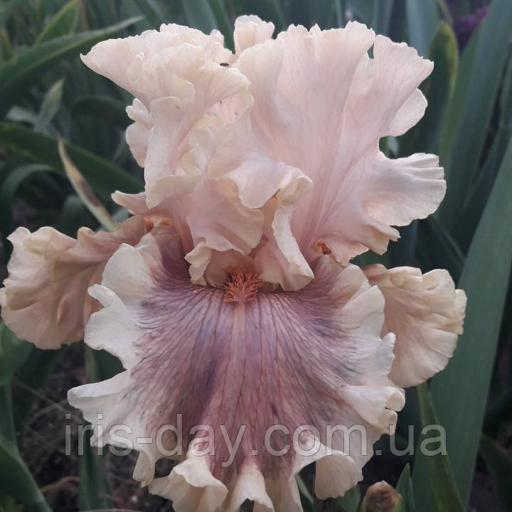 Ірис Painted Words Поінtiд Вордс (Blyth 2015) (сажниці), фото 1