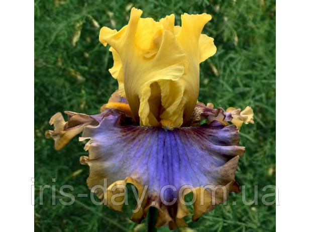 Ірис Free to Dream Фрі ту Дрім (Blyth 2014) (сажінок), фото 1