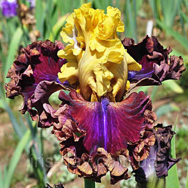 Ірис Imperial Guard Імперіал Гуард (Keppel 2017) (сажники), фото 1