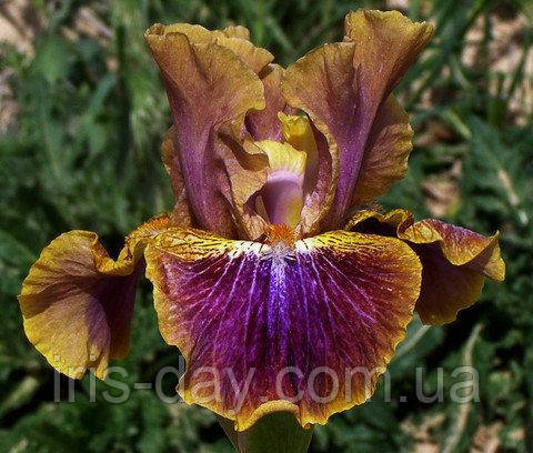 Ірис Vintage Vibe Вінтаж Вайб (Sutton 2015) (сажінки), фото 1