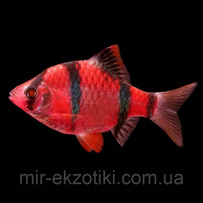 Барбус саматранський червоний GloFish.