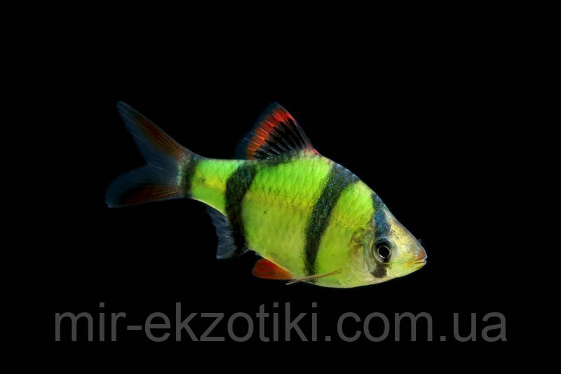 Барбус Суматранський зелений GloFish