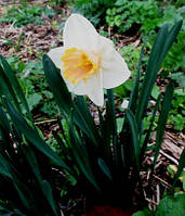 Цибулинні квіти.