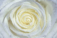 Флизелиновые 3 д обои природа цветы 312x219 см Белая свежая роза (663VEXXL)