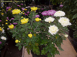 Хризантема Cosmo Микс White 3 в 1 горш