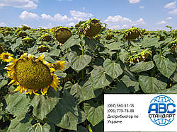 Насіння кондитерського соняшнику Джин. Високоврожайний сорт Джин 34-36 ц/га. Фракція 3,6-4,0. Стійкий до шести рас вовчка A-F.