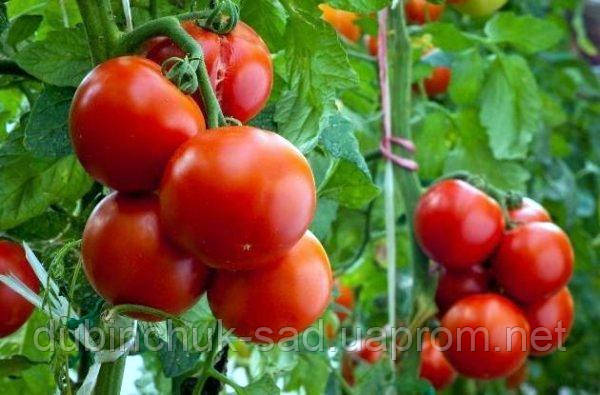 Властивості і особливості томата 