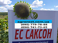 Насіння соняшника ЄС САКСОН. ЕЛІТА СЕЛЕКТ (ЕС САКСОН). Соняшник "САКСОН". Стандарт Плюс., фото 9