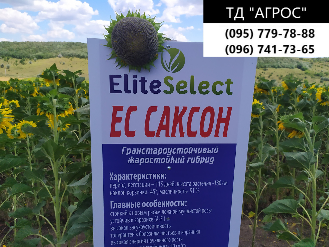 Жаростойкий подсолнечник под гранстар ЕС САКСОН. Высокоурожайный гибрид для Юга Украины ЕС САКСОН. Стандарт - фото 5 - id-p781208530