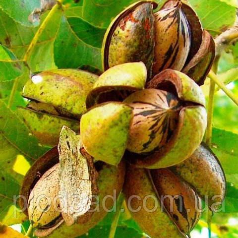 Горіх пекан Barton (3 роки)