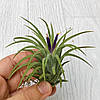 Тіландсія атмосферна Іонанта Грін (Tillandsia Ionantha Green), фото 6