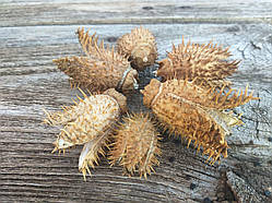Шишки дурману - натуральний декор, 6 шт\уп., h-3-6 см