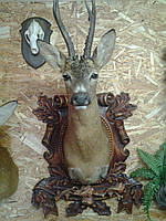 Голова косулі з медальйоном панчіло