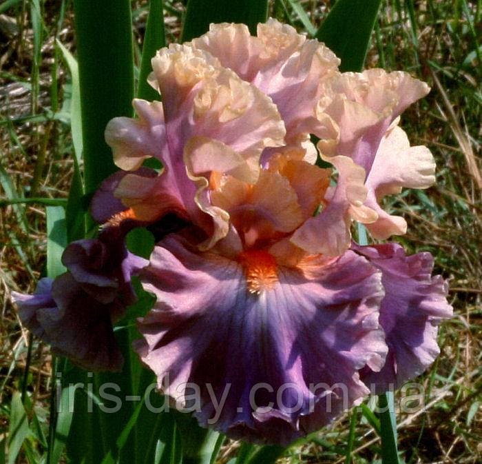 Ірис Photogenic Фотодженік (Ghio 2006) (сажники), фото 1