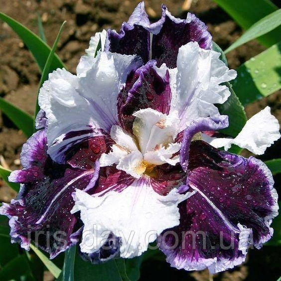 Ірис Clydesdale Клайсдейл (Smith 2014) (сажінки), фото 1