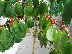 кавове дерево