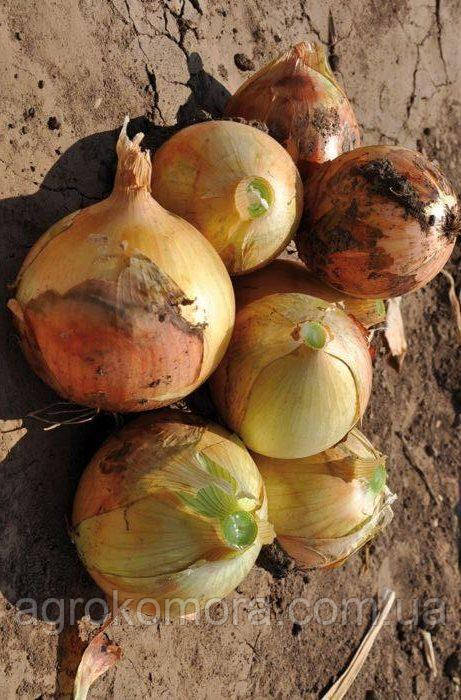 Команч F1 цибуля ріпчаста 250 000 нас, Libra Seeds, фото 1