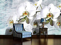 3 д фото обои цветы 254x184 см Белые орхидеи на голубом фоне (1667P4)+клей