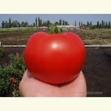 Насіння томату Акела F1 5000 насіння (детермінантне)