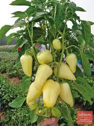 Перец Белозерка высокоурожайный средне ранний сорт сладкого перца для открытого грунта - фото 1 - id-p436930572
