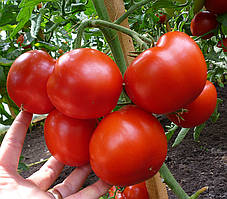 Гравітет F1 500 шт насіння томату середньорослого Syngenta Голландія