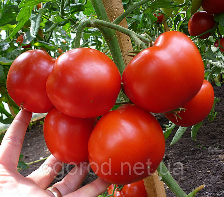 Гравітет F1 10 шт насіння томату середньорослого Syngenta Голландія