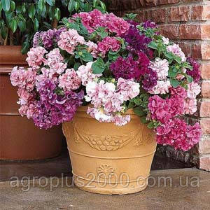 Насіння Петунія махрове великоквіткова Каскад F1 Суміш 500 драже Pan American, фото 1