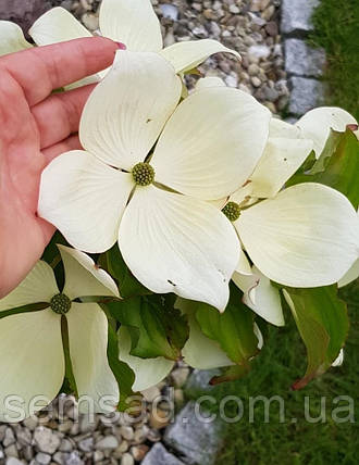 Дерен коуза "Мілкі Вей" \ Cornus kousa 'Milky Way' ( саджанці 2 роки ) Дерен китайський, фото 1