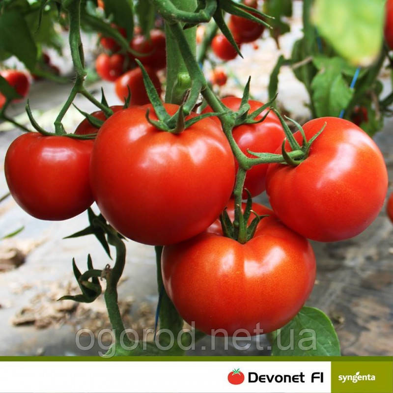 Девонет F1 10 шт насіння томату среднерослого Syngenta Голландія