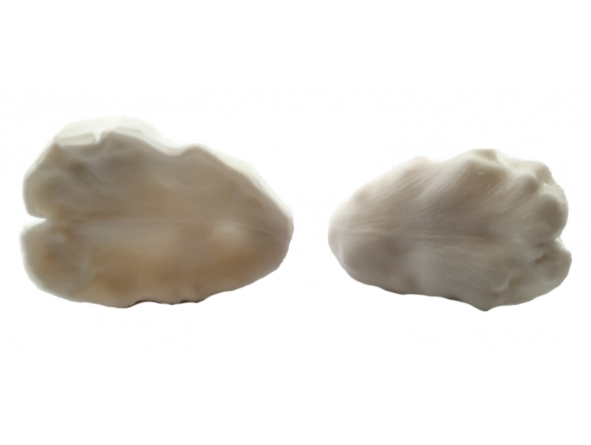 Вайнер Пелюстка тюльпана 3