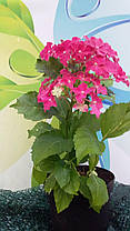 Гортензія крупнолисна Саксон Бридж Ред \ Hydrangea Saxon® Bright Red ( саджанці ), фото 2