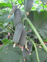 Фламент F1/Direktor F1 — Огірок, Nunhems. 500 насіння