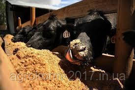 Корм для відгодівлі бичків, фото 1