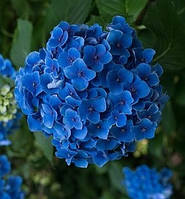 Гортензия крупнолистная " Беби Блю" \ Hydrangea macrophylla ( саженцы 3 года )