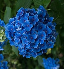 Гортензія крупнолисна "Бебі Блю" \ Hydrangea macrophylla ( саджанці 3 роки )