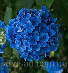 Гортензія крупнолисна "Бебі Блю" \ Hydrangea macrophylla ( саджанці 3 роки ), фото 1