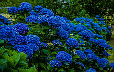 Гортензія крупнолисна "Бебі Блю" \ Hydrangea macrophylla ( саджанці 3 роки ), фото 3