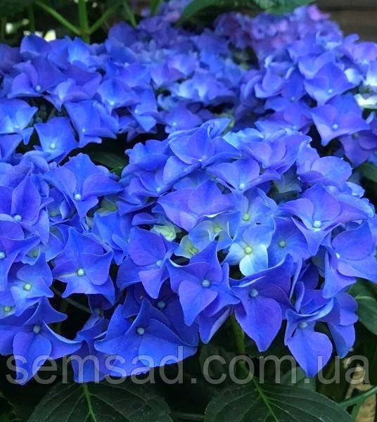 Гортензія крупнолисна Ерлі Блю \ Hydrangea macrophylla Early Blue( саджанці )