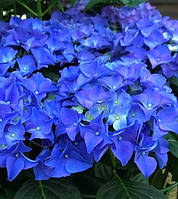 Гортензия крупнолистная Эрли Блю \ Hydrangea macrophylla Early Blue( саженцы )