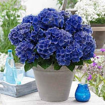 Гортензія крупнолисна Ерлі Блю \ Hydrangea macrophylla Early Blue( саджанці ), фото 3