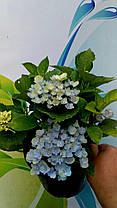 Гортензія крупнолисна Ерлі Блю \ Hydrangea macrophylla Early Blue( саджанці ), фото 3