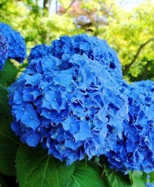 Гортензія крупнолисна Форевер Евер Блю \ Hydrangea macrophylla Forever&Ever Blue ( саджанці )