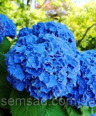 Гортензія крупнолисна Форевер Евер Блю \ Hydrangea macrophylla Forever&Ever Blue ( саджанці ), фото 2